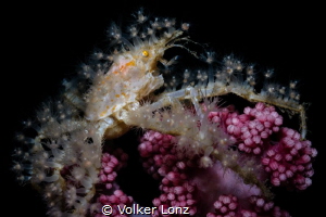 Hydroid crab

With this picture i wish everybody a merr... by Volker Lonz 